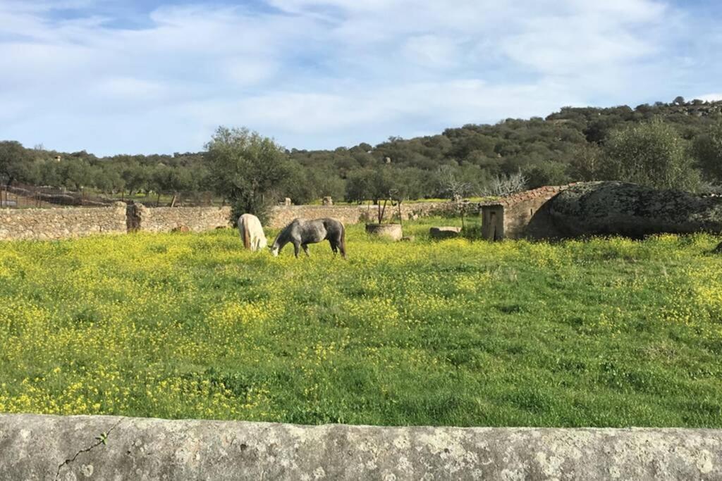 Casa - Apartamento Rural La Tahona Del Abuelo Plasenzuela Bagian luar foto